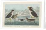 Black-throated Guillemot, Nobbed-billed Auk, Curled-Crested Auk and Horned-billed Guillemot 1838 by John James (after) Audubon