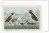 Black-throated Guillemot, Nobbed-billed Auk, Curled-Crested Auk and Horned-billed Guillemot 1838 by John James (after) Audubon