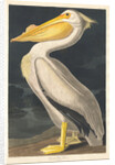 American White Pelican, 1836 by John James Audubon