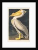 American White Pelican, 1836 by John James Audubon