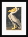 American White Pelican, 1836 by John James Audubon