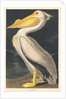 American White Pelican, 1836 by John James Audubon