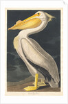 American White Pelican, 1836 by John James Audubon