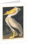 American White Pelican, 1836 by John James Audubon