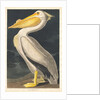 American White Pelican, 1836 by John James Audubon