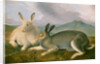 Arctic Hare, c.1841 by John James Audubon