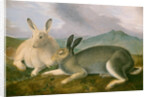 Arctic Hare, c.1841 by John James Audubon