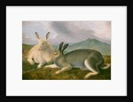 Arctic Hare, c.1841 by John James Audubon