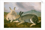 Arctic Hare, c.1841 by John James Audubon