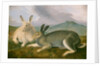 Arctic Hare, c.1841 by John James Audubon