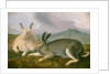 Arctic Hare, c.1841 by John James Audubon