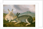 Arctic Hare, c.1841 by John James Audubon