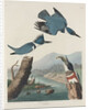 Belted Kingsfisher by John James Audubon