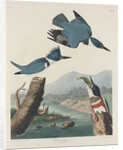 Belted Kingsfisher by John James Audubon