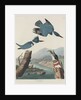 Belted Kingsfisher by John James Audubon