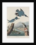 Belted Kingsfisher by John James Audubon