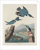 Belted Kingsfisher by John James Audubon