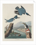 Belted Kingsfisher by John James Audubon