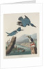 Belted Kingsfisher by John James Audubon