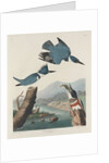 Belted Kingsfisher by John James Audubon
