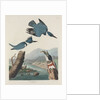 Belted Kingsfisher by John James Audubon