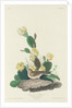 Bay-winged Bunting, 1830 by John James (after) Audubon