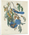 Florida Jays, 1830 by John James Audubon