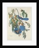 Florida Jays, 1830 by John James Audubon