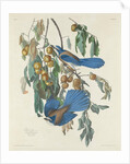 Florida Jays, 1830 by John James Audubon