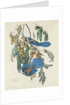 Florida Jays, 1830 by John James Audubon