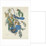 Florida Jays, 1830 by John James Audubon