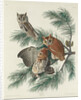 Mottled Owl, 1830 by John James (after) Audubon