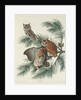 Mottled Owl, 1830 by John James (after) Audubon