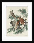 Mottled Owl, 1830 by John James (after) Audubon