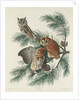 Mottled Owl, 1830 by John James (after) Audubon
