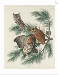 Mottled Owl, 1830 by John James (after) Audubon