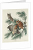 Mottled Owl, 1830 by John James (after) Audubon