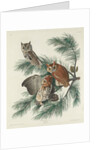 Mottled Owl, 1830 by John James (after) Audubon