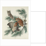 Mottled Owl, 1830 by John James (after) Audubon