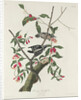Downy Woodpecker, 1831 by John James (after) Audubon
