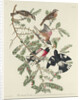 Rose-breasted Grosbeak, 1832 by John James Audubon