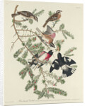 Rose-breasted Grosbeak, 1832 by John James Audubon