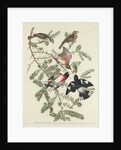 Rose-breasted Grosbeak, 1832 by John James Audubon