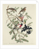 Rose-breasted Grosbeak, 1832 by John James Audubon