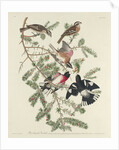 Rose-breasted Grosbeak, 1832 by John James Audubon