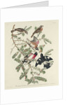 Rose-breasted Grosbeak, 1832 by John James Audubon