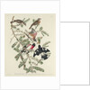 Rose-breasted Grosbeak, 1832 by John James Audubon