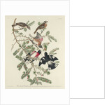 Rose-breasted Grosbeak, 1832 by John James Audubon
