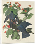 White-crowned Pigeon, 1833 by John James Audubon