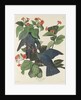 White-crowned Pigeon, 1833 by John James Audubon